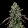 Special Kush 1