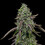 Special Kush 1