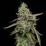Special Kush 1