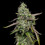 Special Kush 1