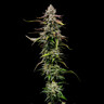 Special Kush 1