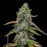 Special Kush 1