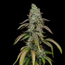 Special Kush 1