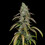 Special Kush 1