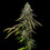 Special Kush 1