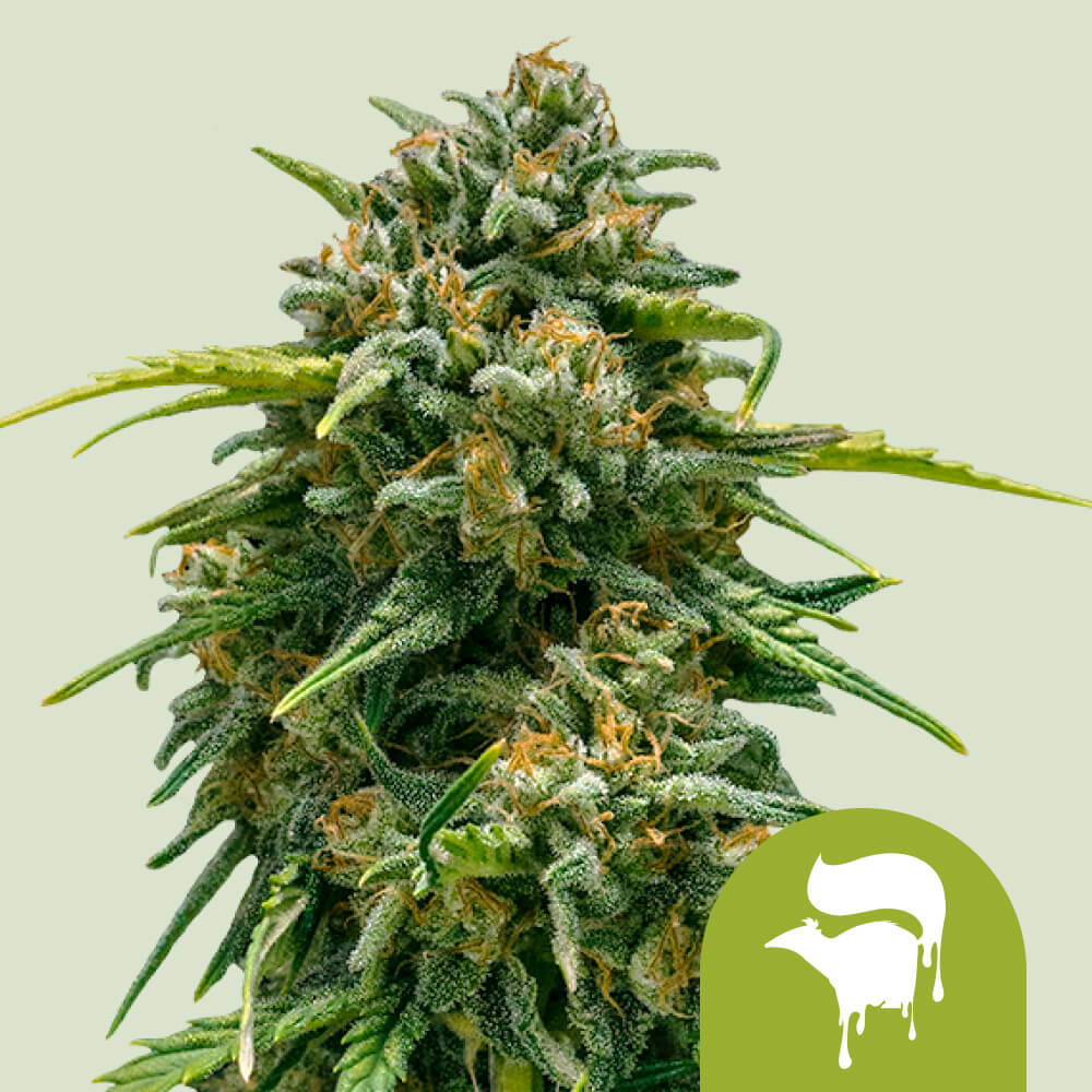 Compre sementes de canábis Sweet Skunk Auto 🦨 - Royal Queen Seeds