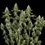 Honey Cream (Fast Flowering)