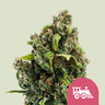 Candy Kush Express (Florescimento Rápido)