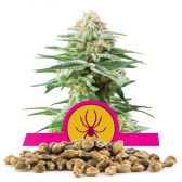 White Widow Bulk Seeds