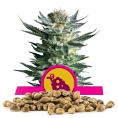 Fruit Spirit Bulk seeds