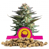 Amnesia Haze Bulk Seeds