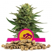 Blue Mystic Bulk Seeds