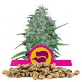 Skunk XL Bulk Seeds