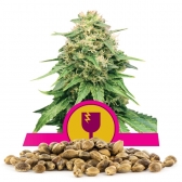 Critical Bulk Seeds