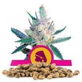 Royal Cheese Fast Version Bulk Seeds