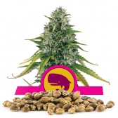 Royal Moby Bulk Seeds