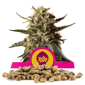 Sementes Bubblegum XL Por Atacado