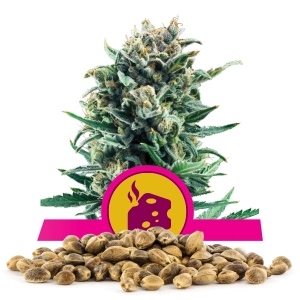 Sementes Blue Cheese Por Atacado