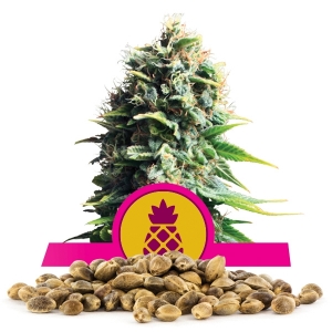 Sementes Pineapple Kush Por Atacado