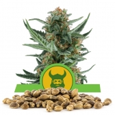 Royal Dwarf Bulk Seeds