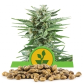 Easy Bud Bulk Seeds