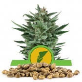 Quick One Bulk Seeds