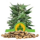 Royal Kush Automatic Bulk Seeds