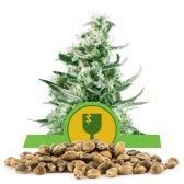 Royal Critical Automatic Bulk Seeds