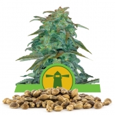 Royal Haze Automatic Bulk Seeds