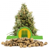 Royal AK Automatic Bulk Seeds
