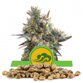 Royal Bluematic Bulk Seeds