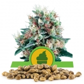 Royal Creamatic Bulk Seeds