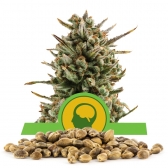 Amnesia Haze Automatic Bulk Seeds