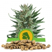 Royal Cheese Automatic Bulk Seeds