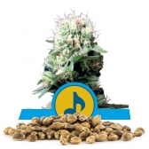 Dance World Bulk Seeds