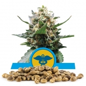 Royal Medic Bulk Seeds