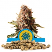 Euphoria Bulk Seeds