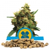 Painkiller XL Bulk Seeds
