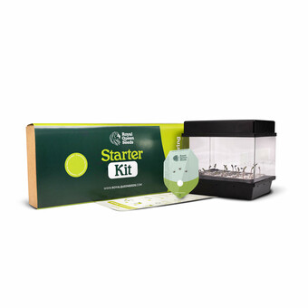 Starters Kit Auto florescentes