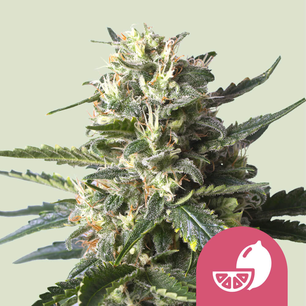 Compre sementes feminizada Lemon Shining Silver Haze 🍋 - Royal