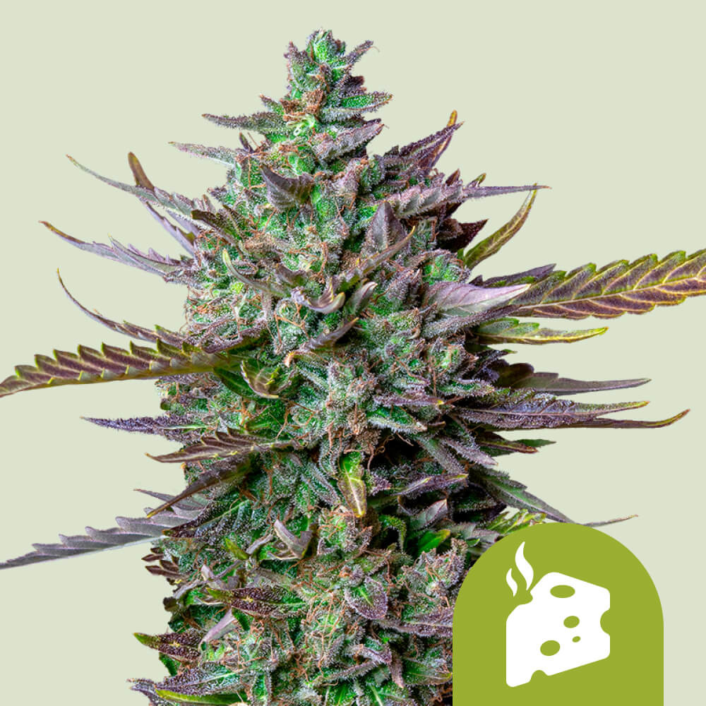 Adquira sementes de canábis Blue Cheese Auto 🧀 - Royal Queen Seeds