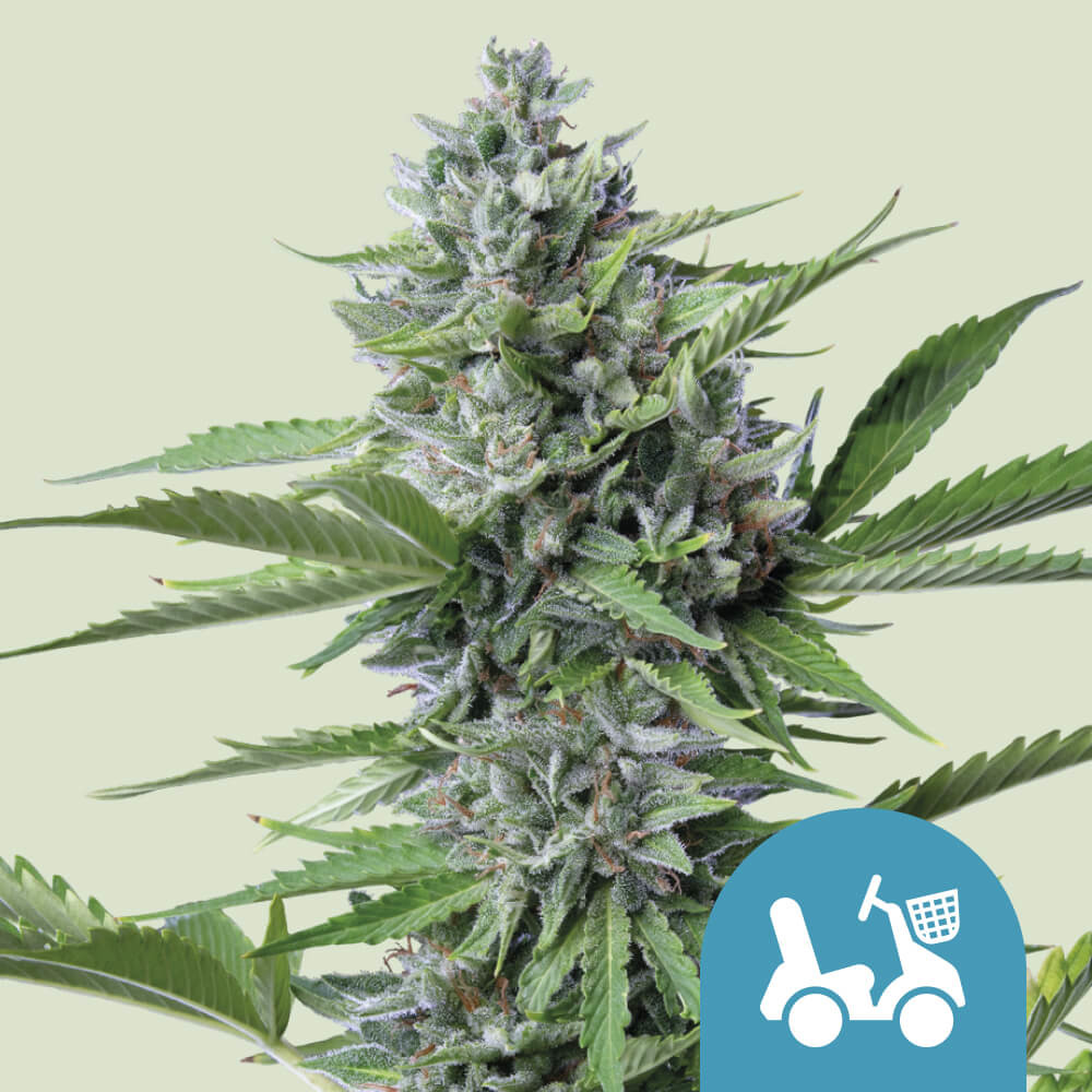 CANNABIS×Barbudos×yasuhide ono3点セット Compre sementes de canábis Fast Eddy Auto CBD - Royal Queen Seeds