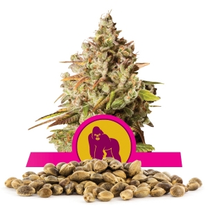 Royal Gorilla Sementes por Atacado