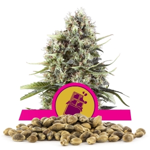 Sementes Chocolate Haze Por Atacado