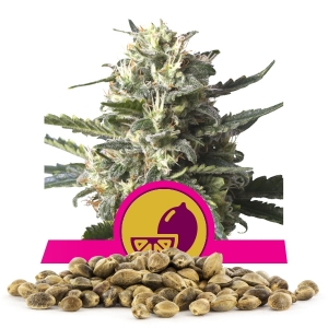 Sementes Lemon Shining Silver Haze Por Atacado