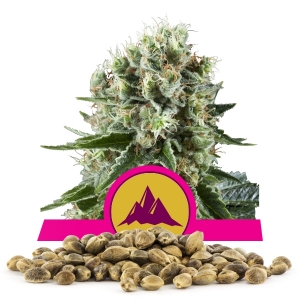 Sementes Critical Kush Por Atacado