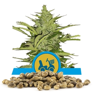 Fast Eddy Automatic CBD Sementes Por Atacado