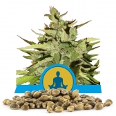 Stress Killer Automatic CBD Bulk Seeds