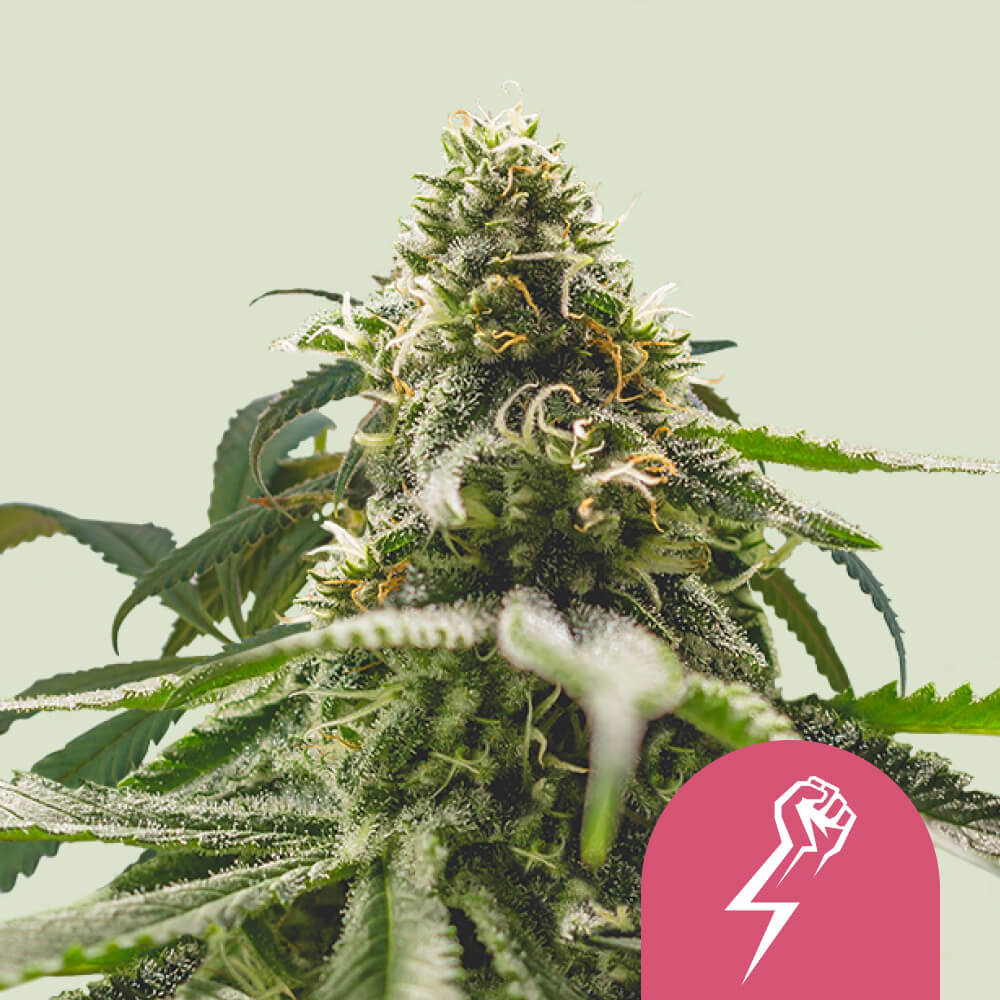 Compre sementes feminizada Green Crack Punch 👊 - Royal Queen Seeds