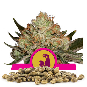 HulkBerry Sementes por Atacado